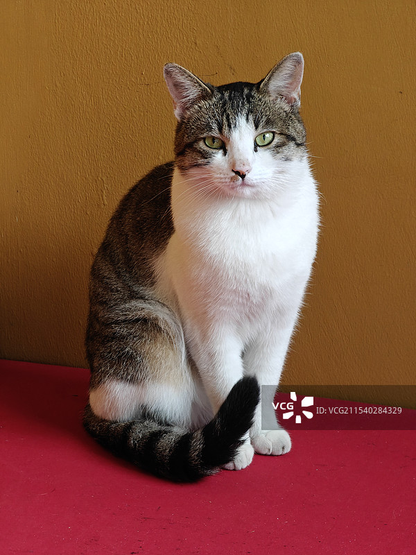 龙华寺的猫咪图片素材