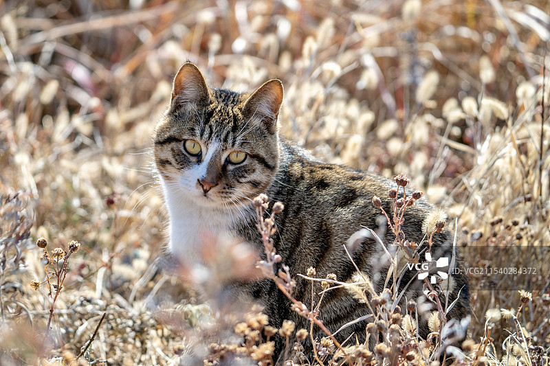 狸花猫图片素材