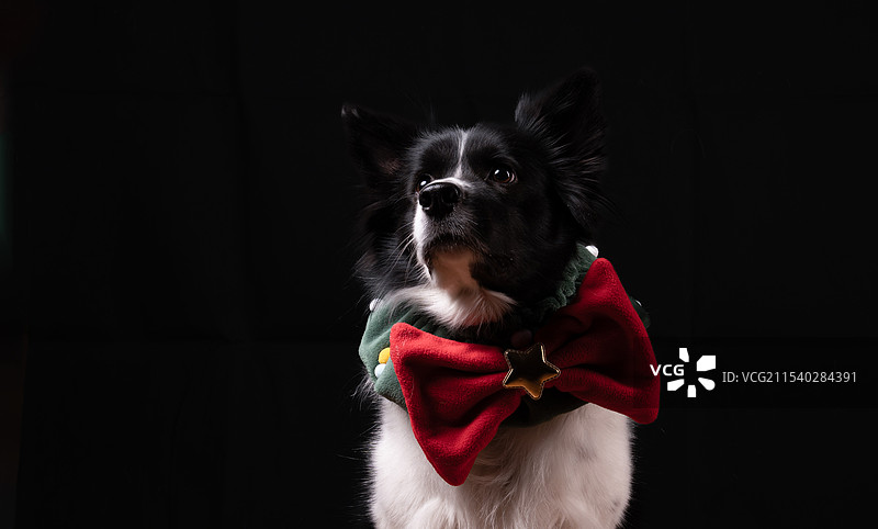 边境牧羊犬图片素材