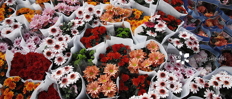 冬季花市图片素材