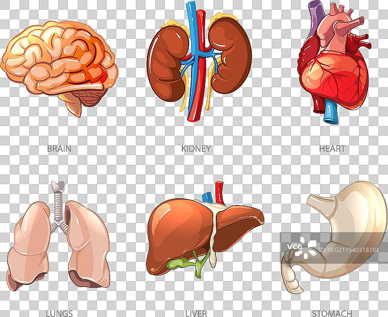 卡通风格的人体内部器官解剖图图片素材
