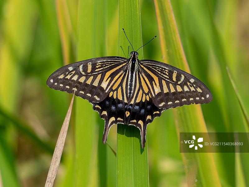稻叶上的柑橘凤蝶图片素材