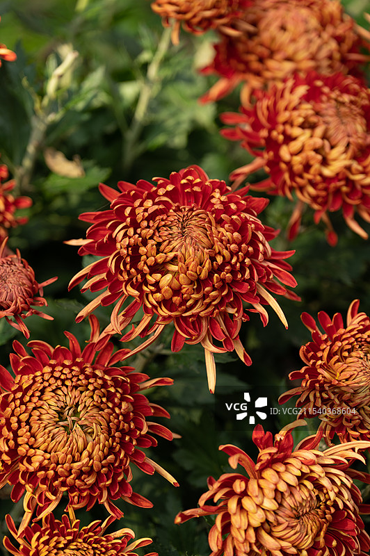 菊花植物特写镜头图片素材