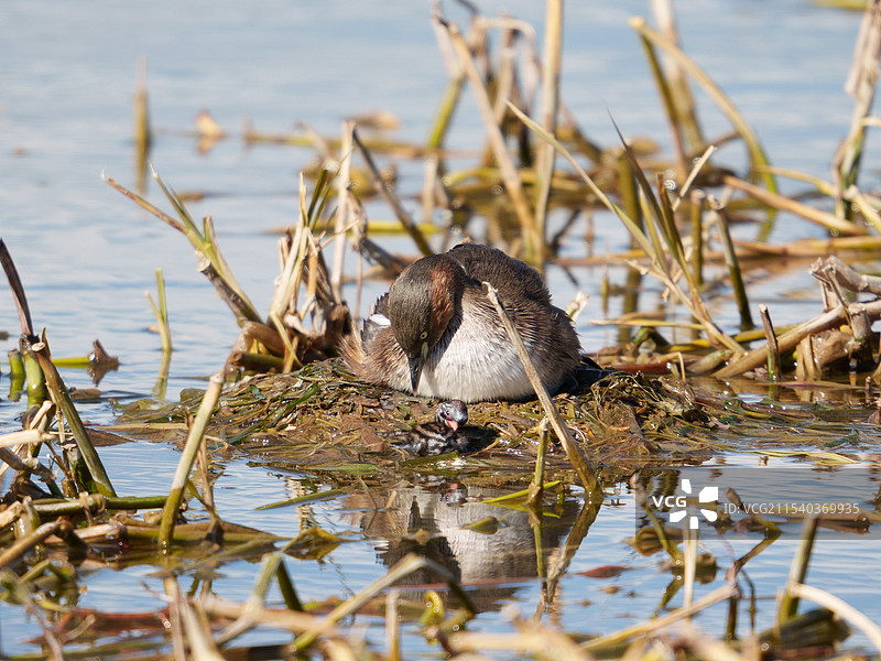 小小䴙䴘（小䴙䴘育雏）图片素材
