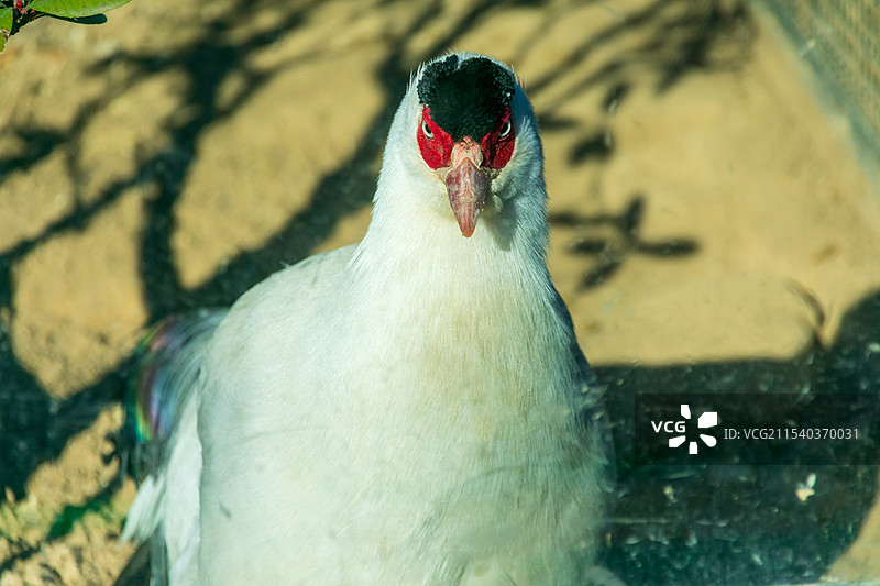 动物园的动物图片素材