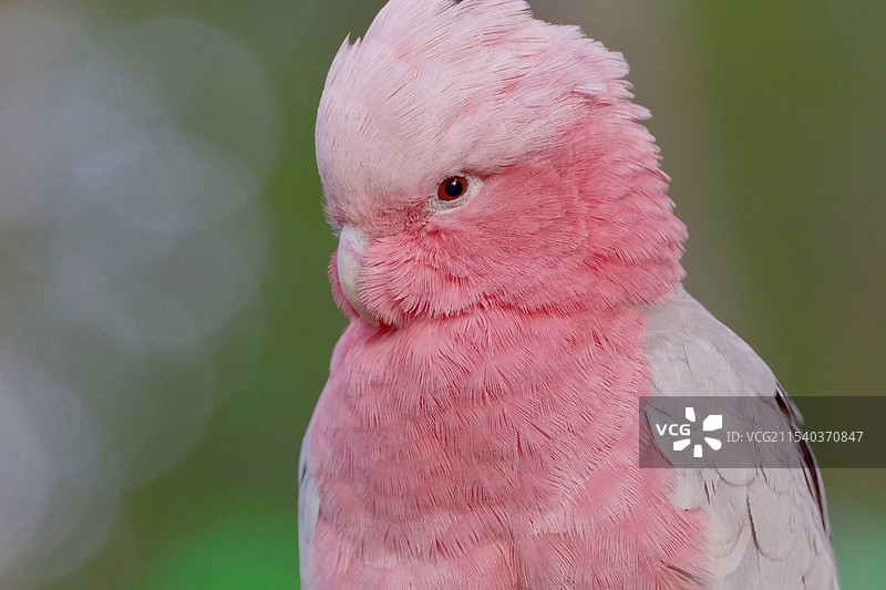 鹦鹉的特写镜头图片素材