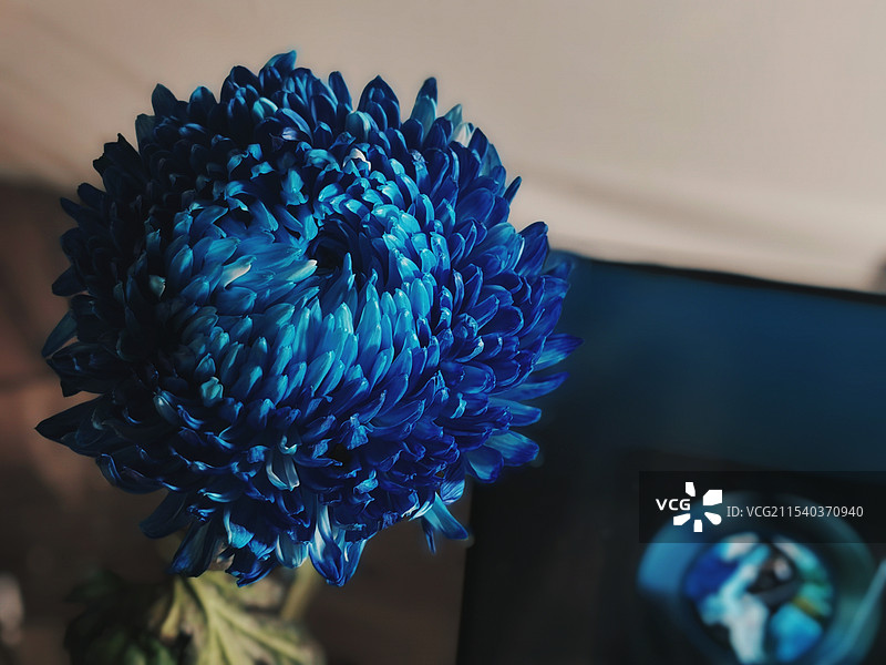 蓝色菊花植物特写图片素材