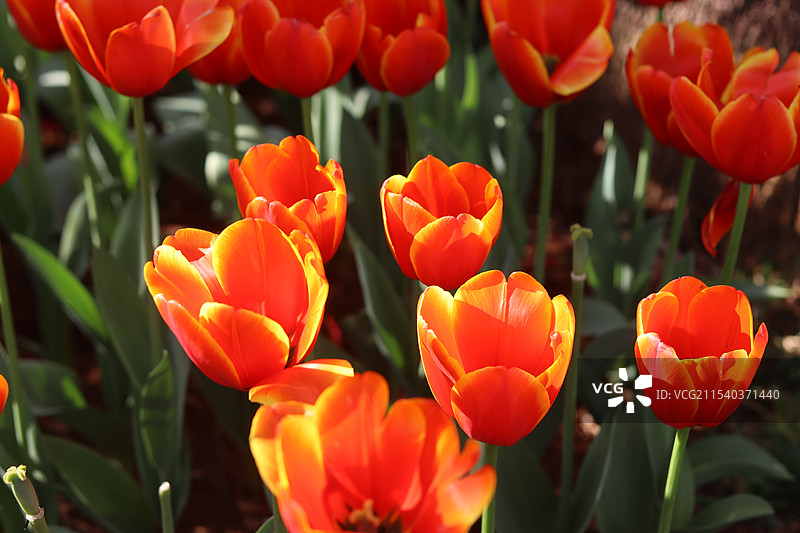 橙色郁金香的特写镜头图片素材