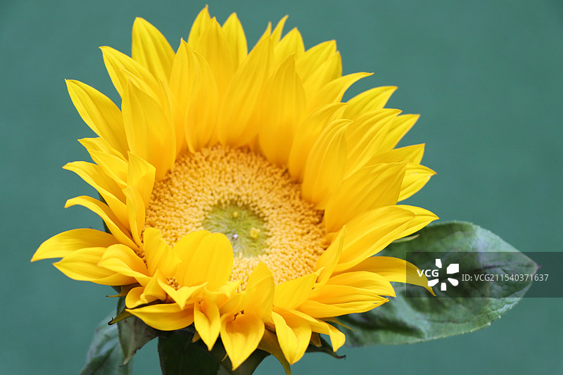 花鸟鱼图片素材
