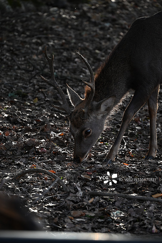 鹿的特写镜头图片素材