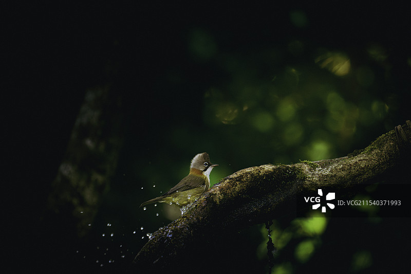 黄颈凤鹛在树干上玩水的特写镜头图片素材