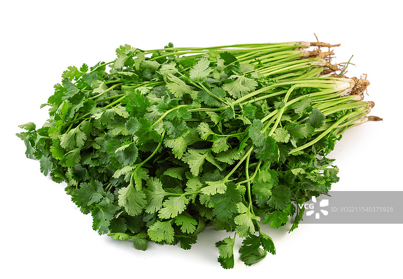 带泥新鲜香菜图片素材