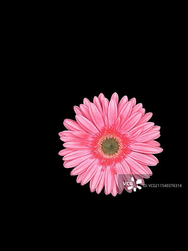 粉色非洲菊图片素材