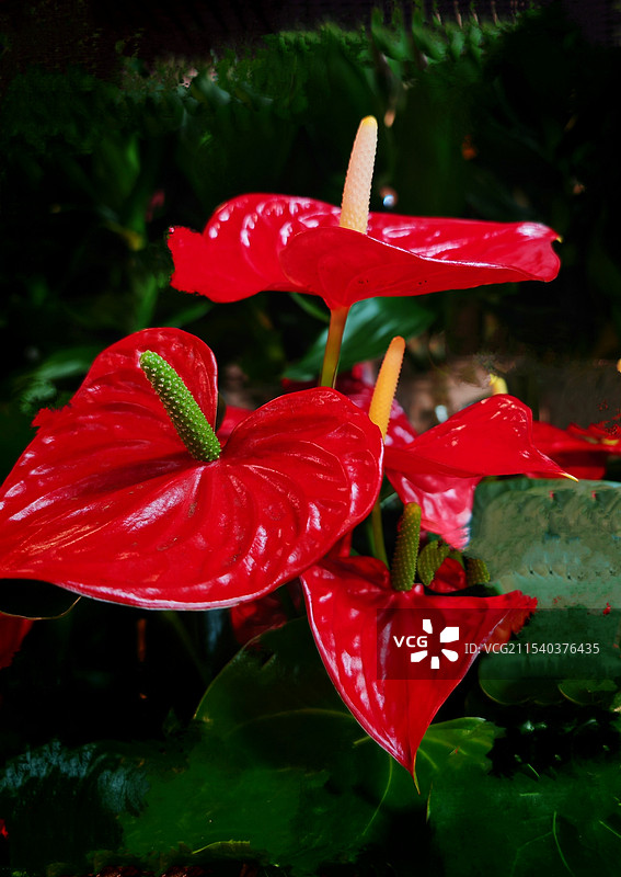 冬日小花图片素材