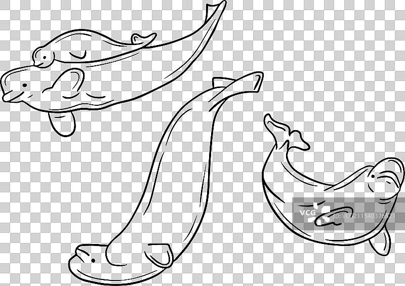 手绘草图风格的白鲸轮廓图图片素材