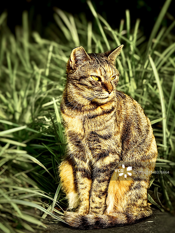 狸花猫图片素材