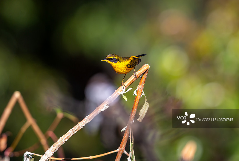 金色林鸲图片素材