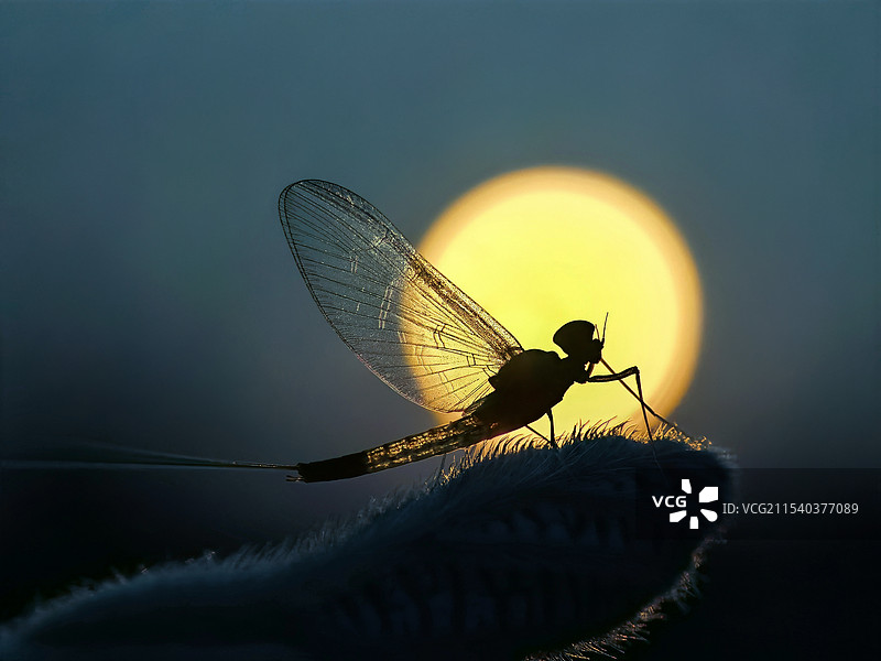 蜉蝣的梦图片素材