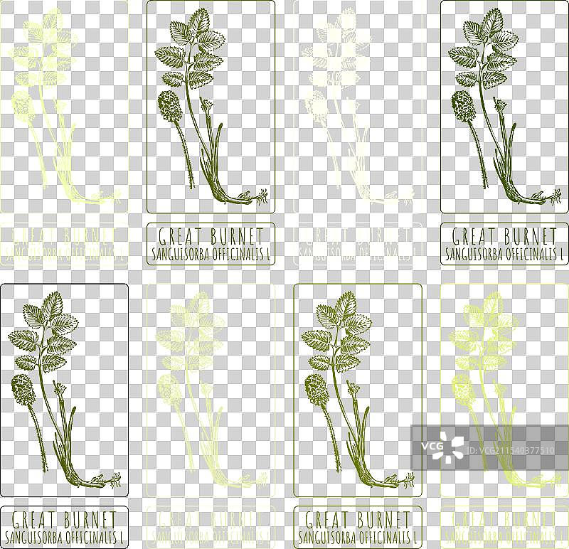 不同风格的伟大烧灼草素描合集图片素材