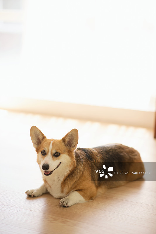 可爱的威尔士柯基犬躺在地板上图片素材