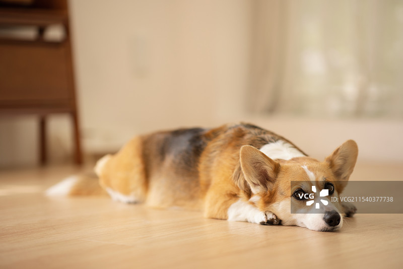 可爱的威尔士柯基犬躺在地板上图片素材