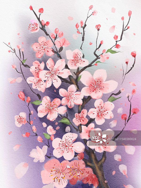 水彩花卉——梅花图片素材