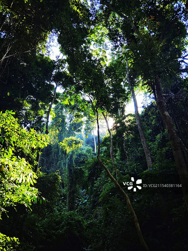 西双版纳原始森林公园图片素材