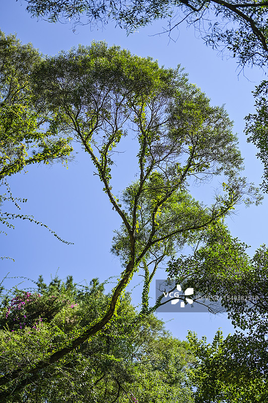 蓝天背景下南方树木红豆杉特写镜头图片素材