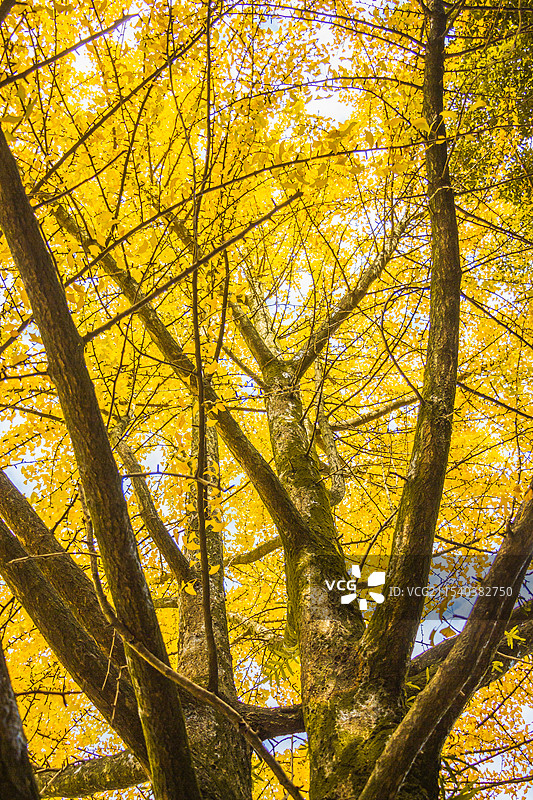 宁德一中，银杏树黄了图片素材