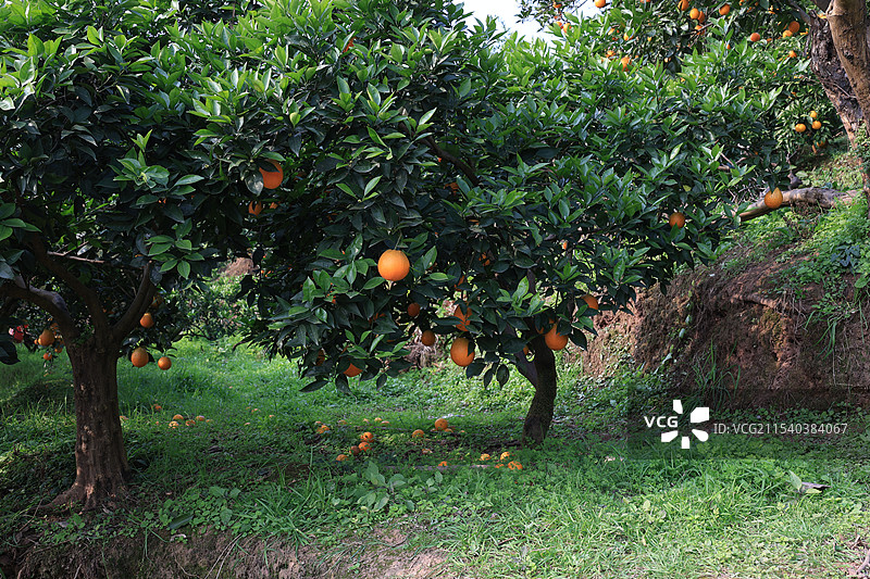 乡下的果树橙子树图片素材