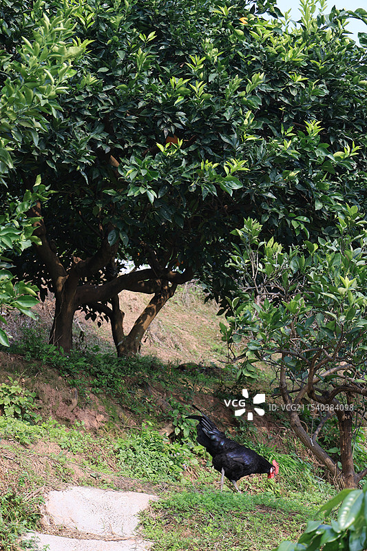 乡下放养的走地鸡图片素材