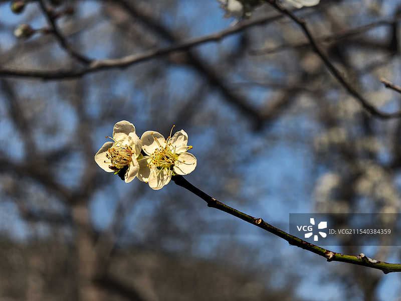 冬日暖阳下，一枝独放的白花，清新自然。图片素材