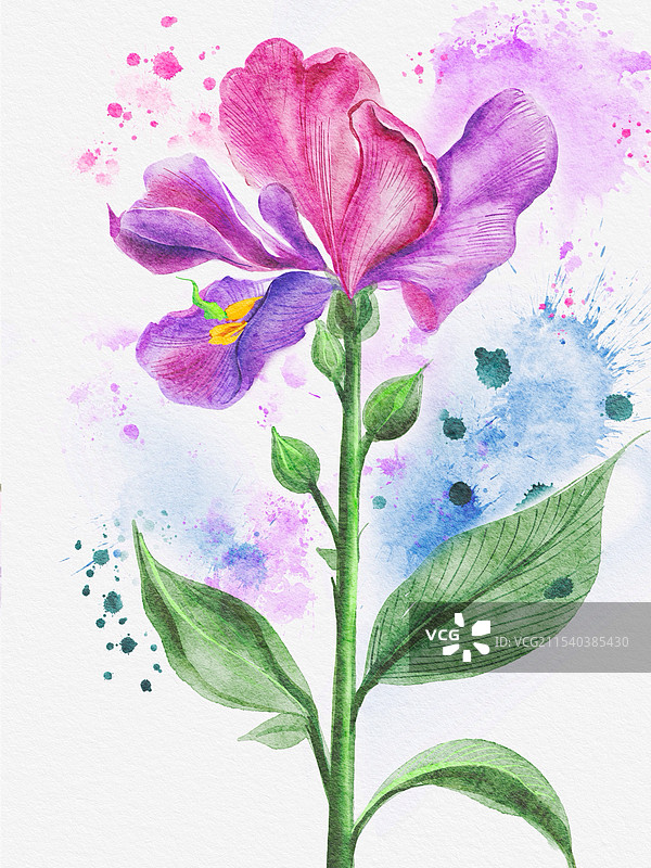 水彩花卉——豌豆花图片素材