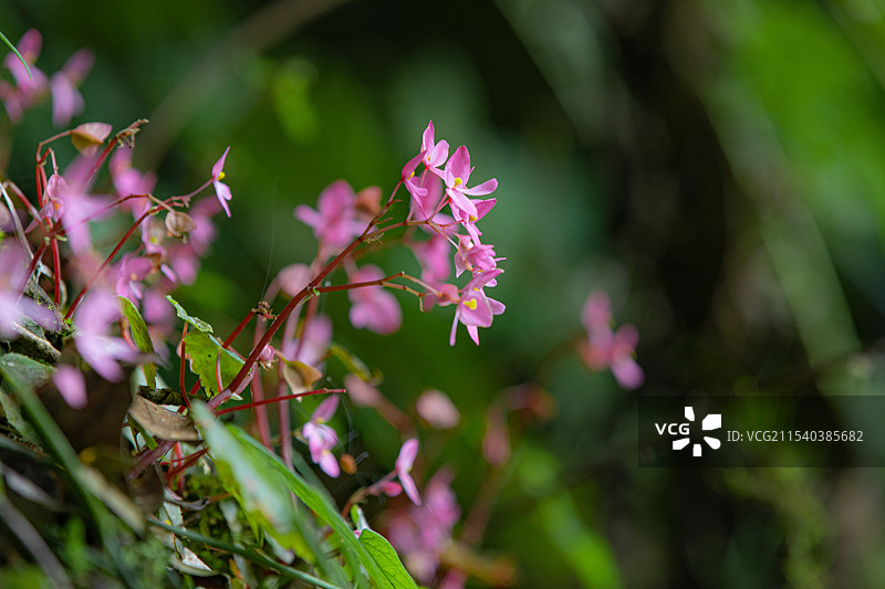 山间野花图片素材
