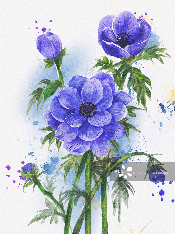 水彩花卉——银莲花图片素材