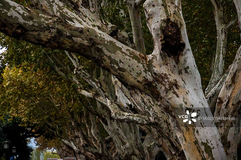 杭州西湖孤山苏堤印象图片素材