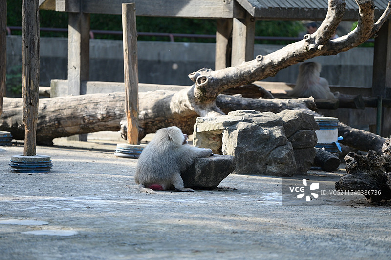 上海动物园的阿拉伯狒狒图片素材