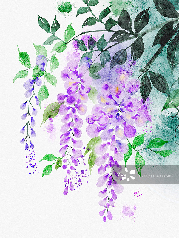 水彩花卉——紫藤花图片素材