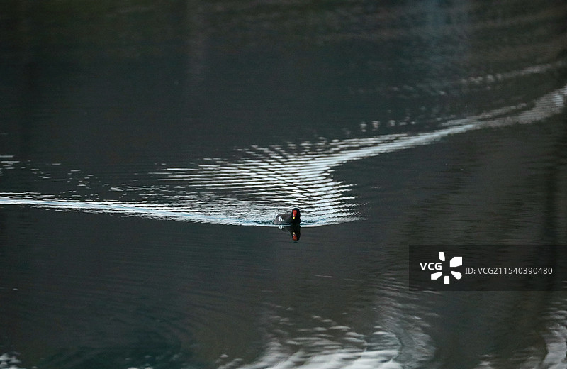 划破平静水面的黑水鸡图片素材