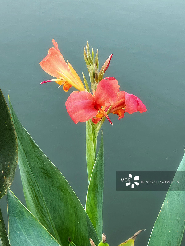 美人蕉图片素材