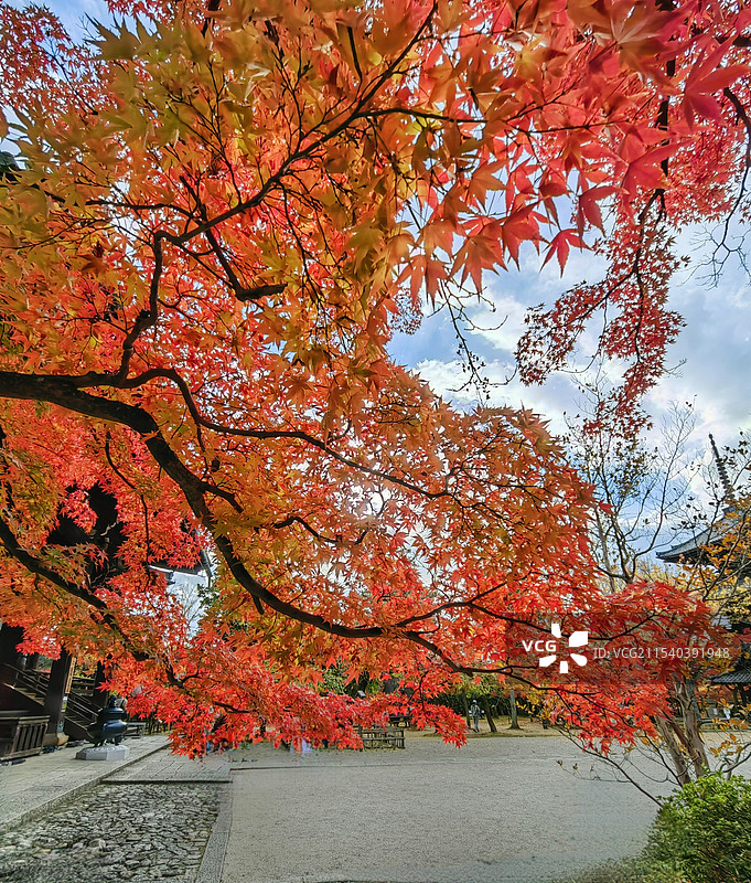 日本京都真如堂红叶图片素材