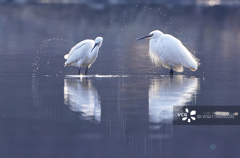 爱心——白鹭图片素材