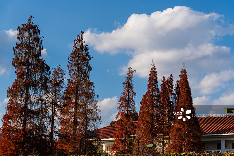 蓝天白云下，宁静的红衫林图片素材