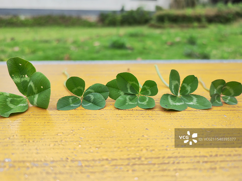 四叶草的特写镜头图片素材