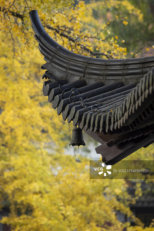 南京栖霞寺风铃与银杏图片素材