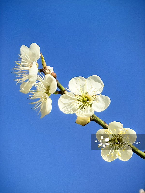 蓝天下白色梅花的特写性镜头图片素材