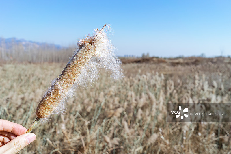 中国户外环境，野生植物和水生植物拍摄主题，芦苇荡里的一支香蒲，户外白昼无人图像摄影图片素材