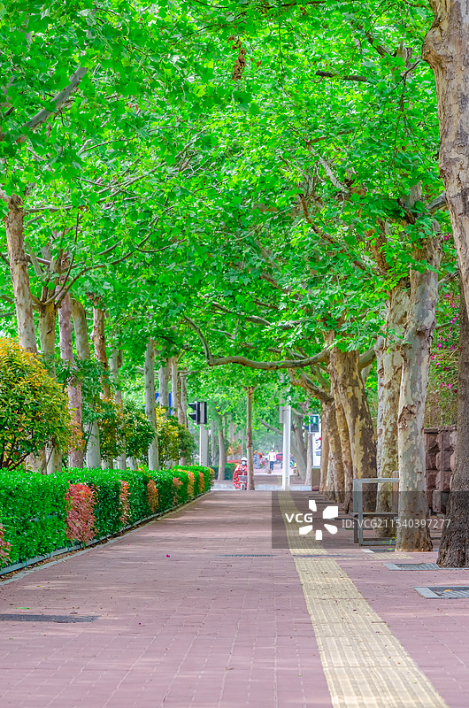 中国城市道路步行道路拍摄主题，延伸的非机动车道和两侧绿色黄色的法国梧桐树，户外白昼无人图像摄影图片素材