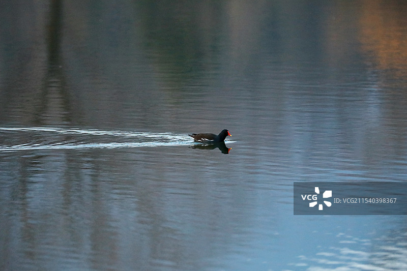 南京博爱园平静水面上的黑水鸡图片素材