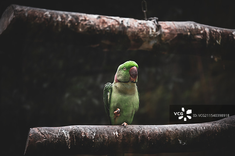 亚历山大鹦鹉图片素材